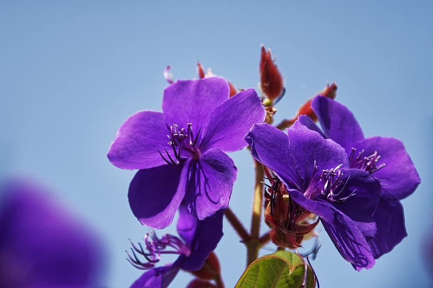 チボチーナ、紫の木、プリンセスフラワー、花、工場、低木、咲く、フローラ、自然、紫の、赤