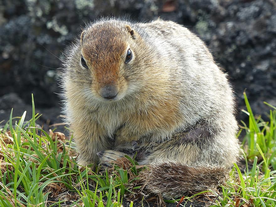 marmotas, gyvūnas, graužikas, didelis graužikas, Didelė žemės voverė, žolė, laukinės gamtos, mielas gyvūnas