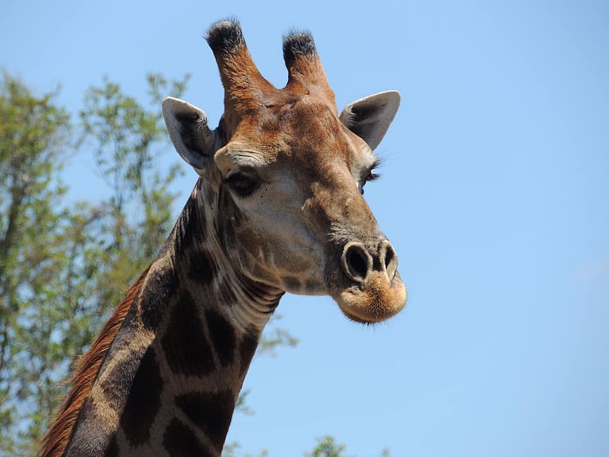 giraff, nacke, fick syn på, däggdjur, horn, djur-