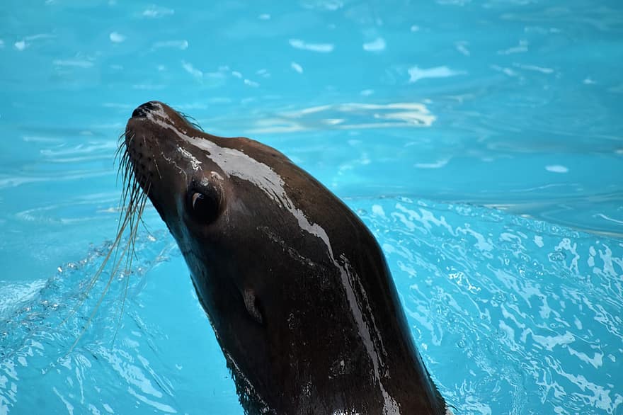 Sea Lion, Ocean Park, Houston Zoo, Seal, Wildlife, Ocean Animal, blue, animals in the wild, dolphin, water, underwater