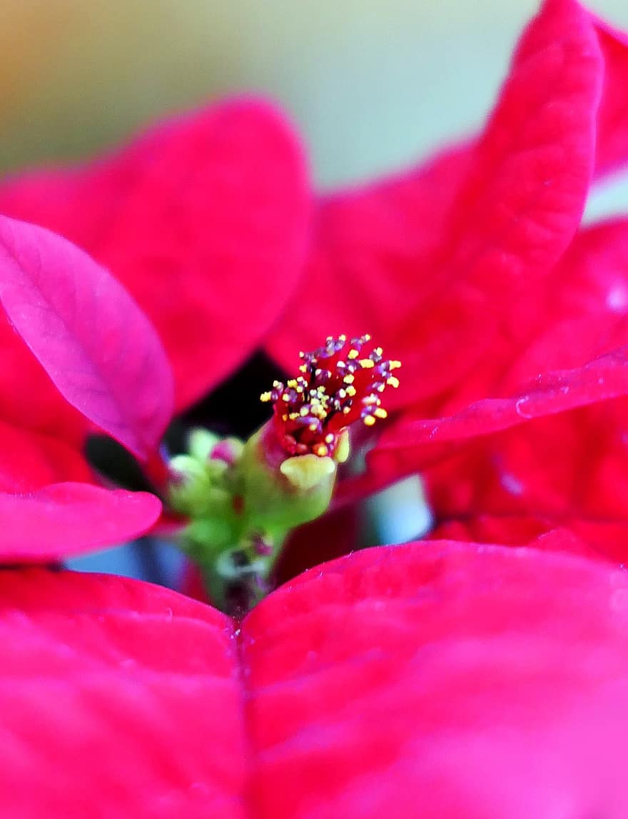 poinsecja, kwiat, roślina, odchodzi, Boże Narodzenie, Adwent, świąteczne dekoracje, dekoracja, dekoracje, Natura