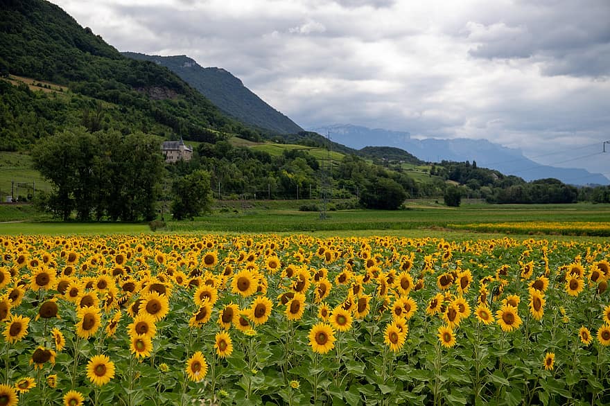 solsikker, Savoie, gul, blomst, Mark, kultur, Frankrig, sommer, skyer