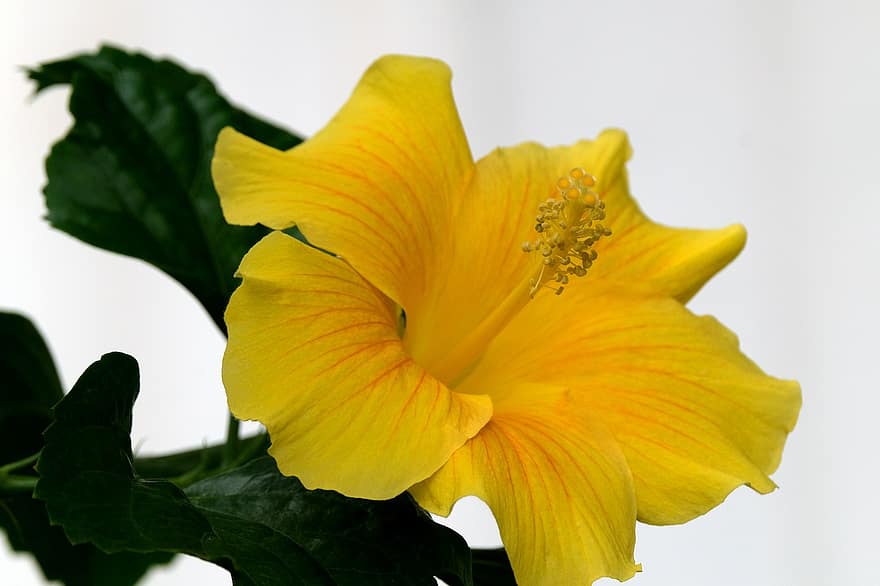 hibisco, flor, flor amarilla, pétalos, pétalos amarillos, floración, planta, flora, naturaleza, de cerca, hoja