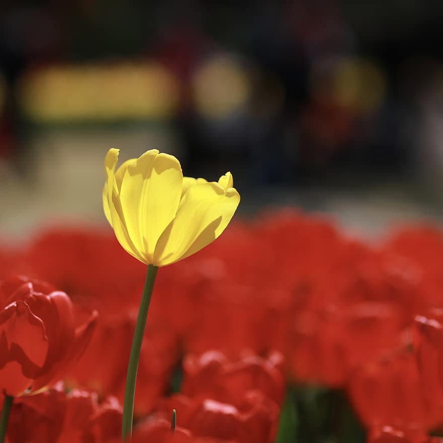 tulipán, okvětní lístky, pole, louka, květiny, květ
