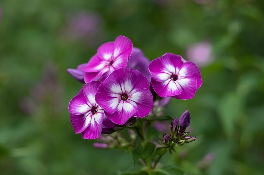 Purple Flowers, Bloom, Blossom, Petals, Flowers, Purple Petals, Flora, Floriculture, Horticulture, Botany, Nature