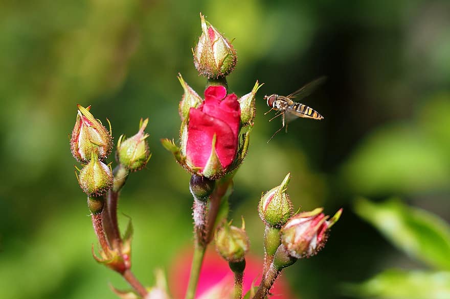 lebah, serangga, menyerbuki, penyerbukan, bunga, serangga bersayap, sayap, alam, hymenoptera, ilmu serangga