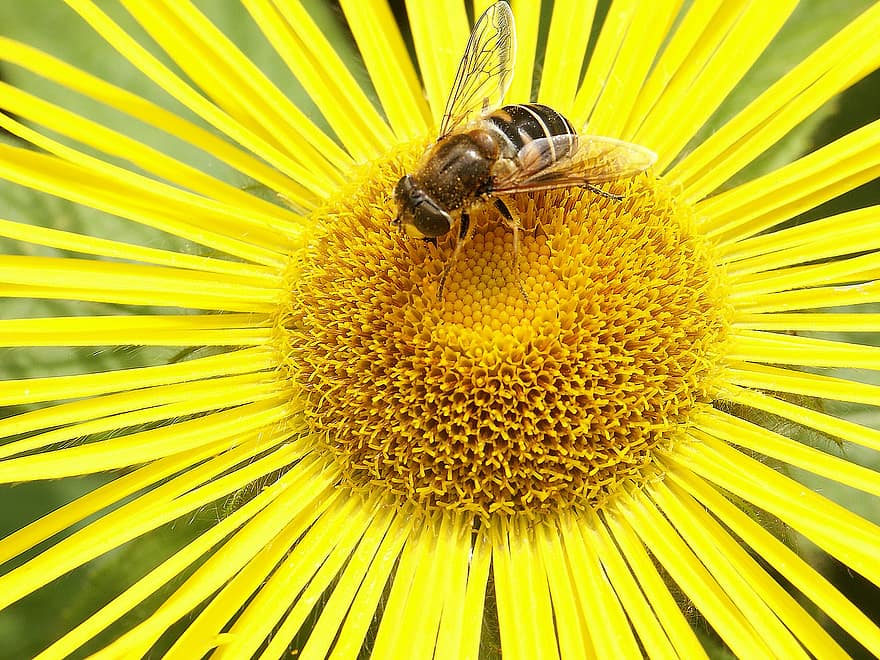 květ, včela, opylování, hmyz, entomologie, zblízka, žlutá, makro, detail, rostlina, letní