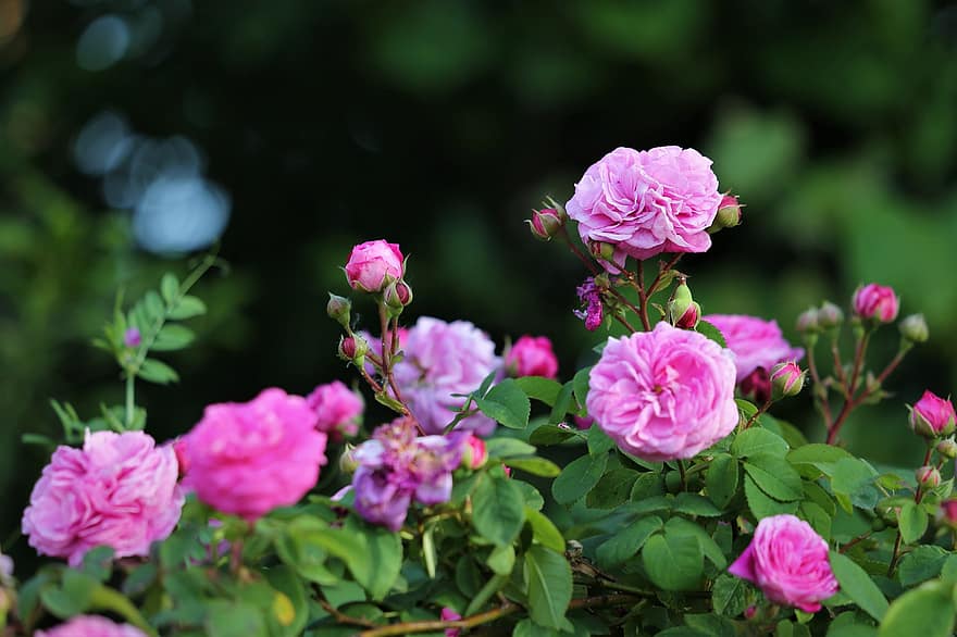 roze rozen, struik, bloeiend, bloemen, Rozenstruik, bloesem, de lente, natuur