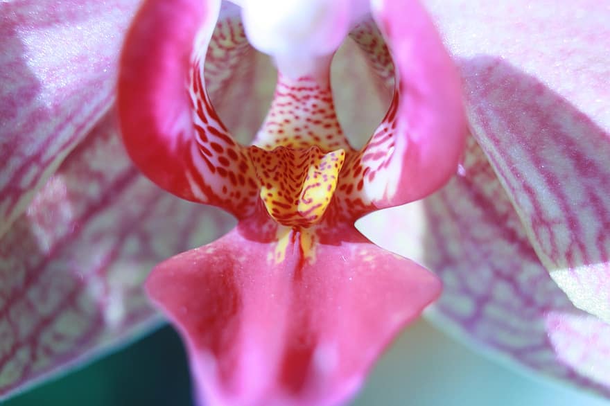 orchidea, virág