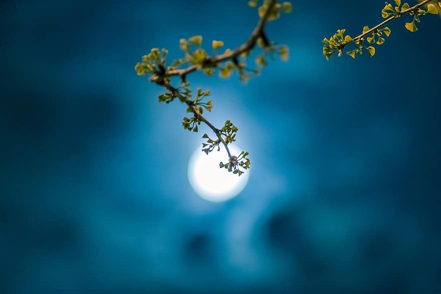 mēness, naktī, pavasarī, Ginkgo, lapas, jauna lapa, gājiens, Taicang, Suzhou, Jiangsu, Ķīna