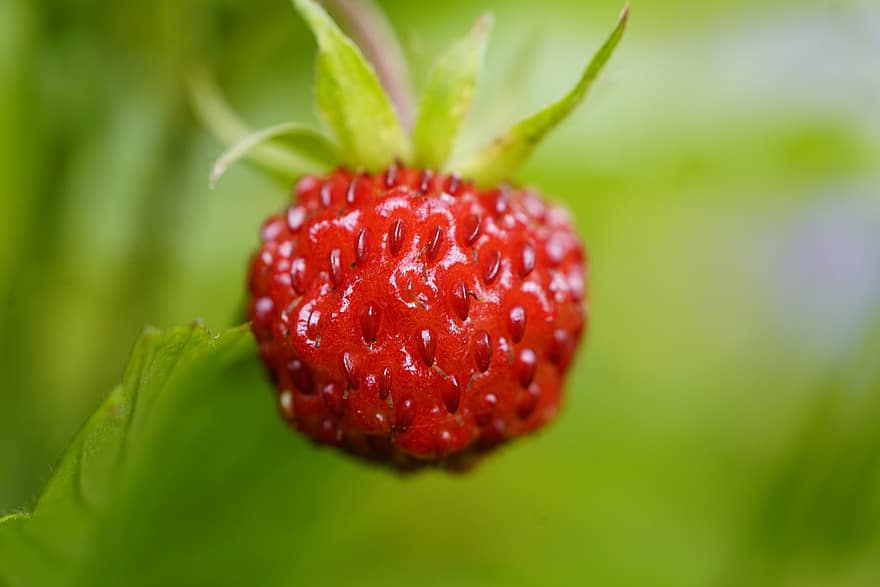 fraise, fraise sauvage, baie, fruit, aliments, Frais, fermer, la nature, en bonne santé