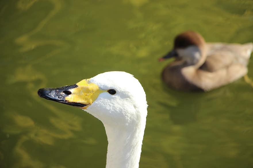 pájaro, AVE acuática, cisne, cisne blanco, estanque, Beijing