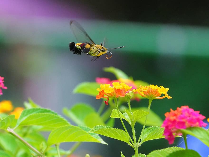 Летающая креветка, насекомое, Sphingidae, цветы, пыльца