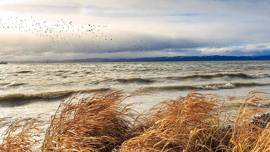 Lake Constance, Waves, Reed, Waterfowls, Lake, Shore, Nature, Birds, Flock, Flying, Dried Reed