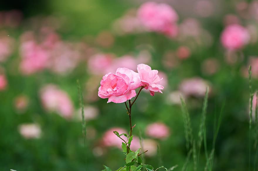 rosa roser, roser, lyserøde blomster, blomster, kronblade, pink kronblade, flor, blomstre, rosenblade, rose blomst, flora