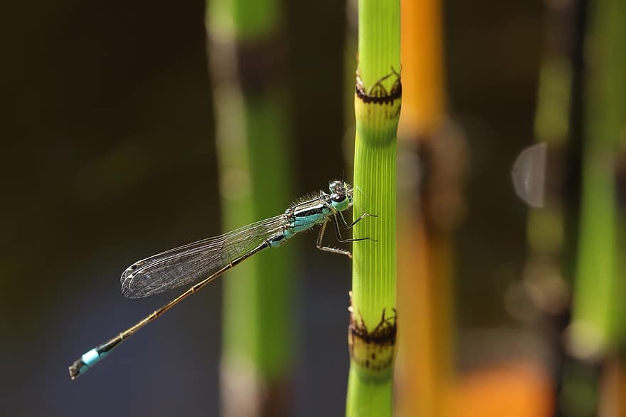 libellule, bambou, ailes, la nature, bleu, petit, insecte