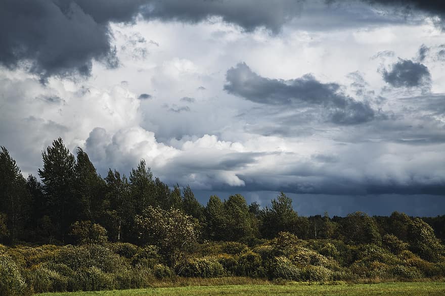 Forest, Storm, Wind, Clouds, Sky, Green, Nature, blue, summer, cloud, tree
