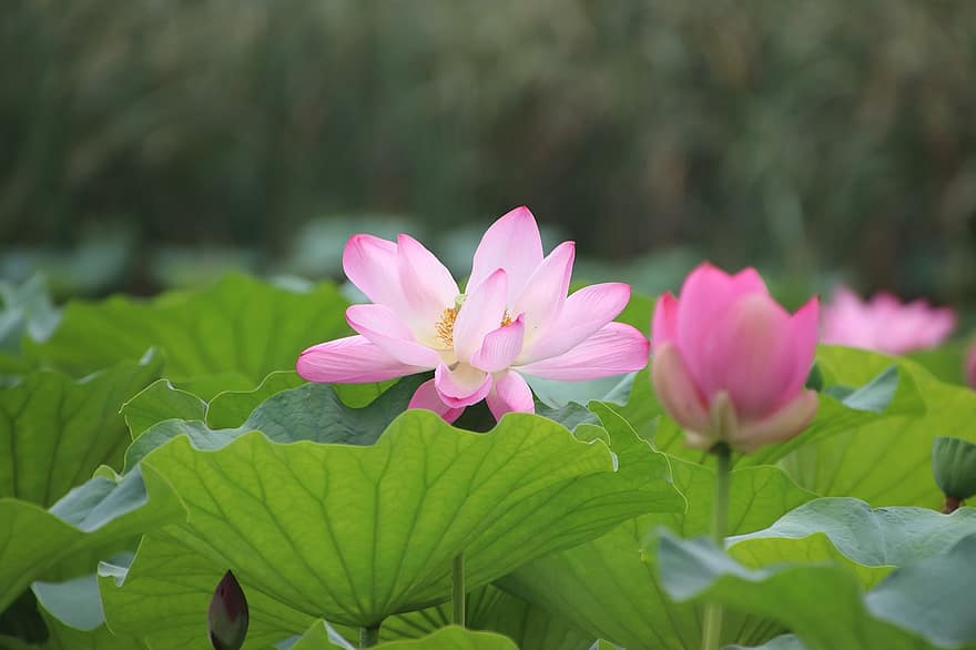 Lotus, Bud, Flower, Lotus Flower, Pink Flower, Petals, Pink Petals, Bloom, Blossom, Aquatic Plant, Flora