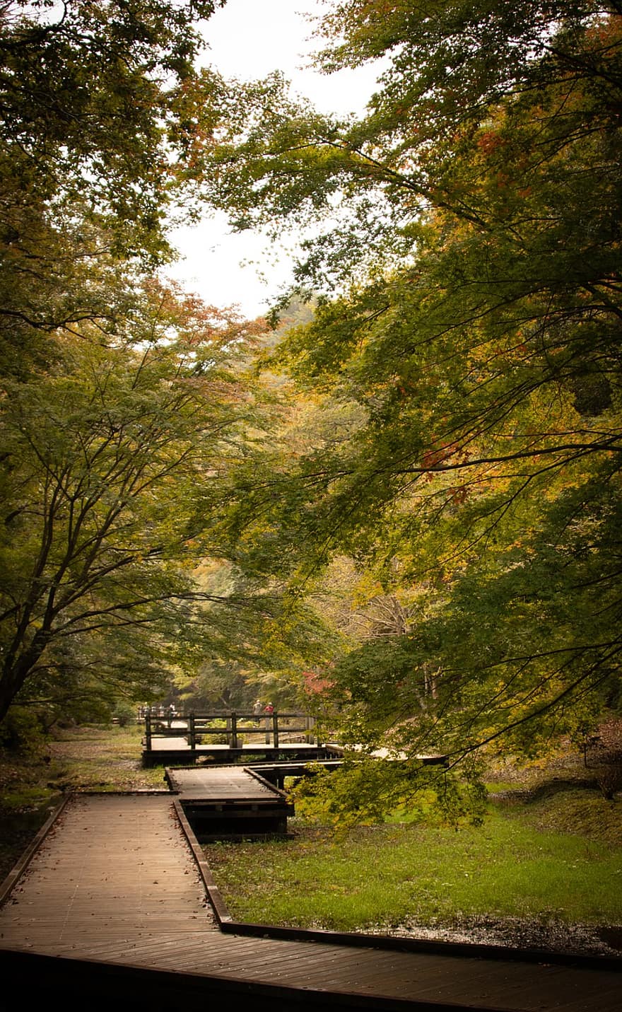 dřevěný chodník, les, podzim, dřevěná cesta, dřevěná stezka, stromy, park, zahrada, botanický, Příroda
