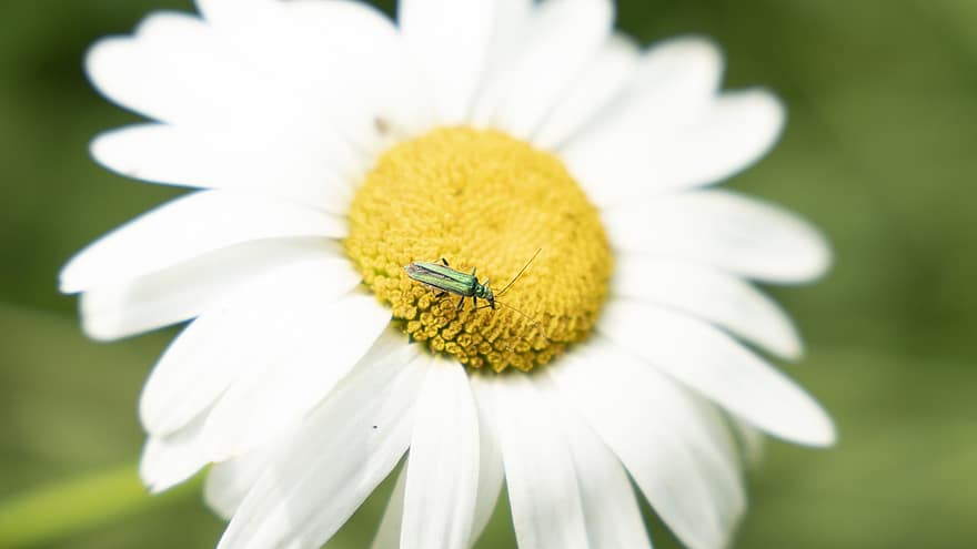 Flower, Insect, Pollination, Daisy, Nature, Blossom, Bloom