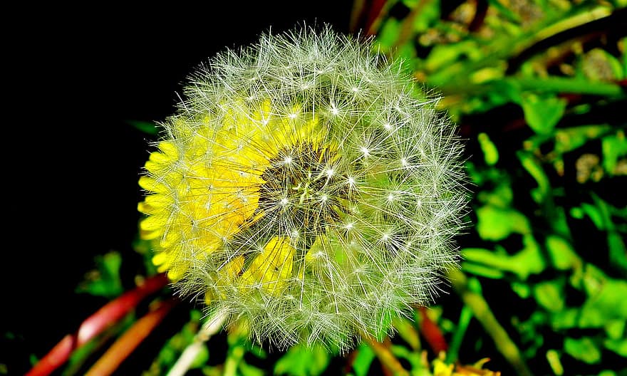 Sowthistle, Seed Head, Plant, Sonchus Oleraceus, Seeds, Medical, Meadow, Spring, close-up, dandelion, green color