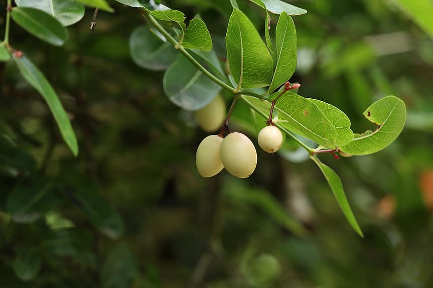 Cherry, Berry, Nature, Tree, Leaf, Leaves, Fruit