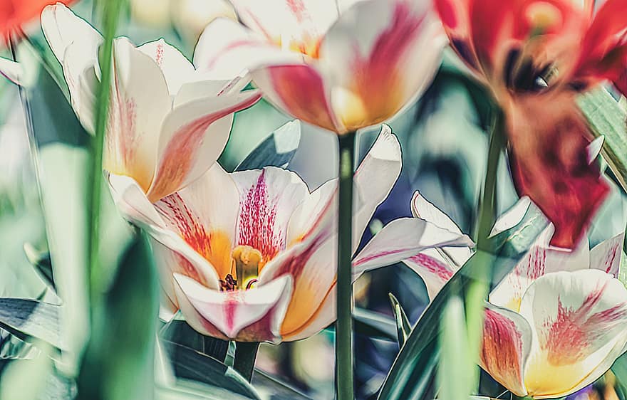 pétalos, crecimiento, entre, tallos de tulipanes, primavera hacia adelante, Tema de primavera, botones florales, jardín de primavera, Flores floreciendo, Después de la lluvia, Capullos y flores abiertas