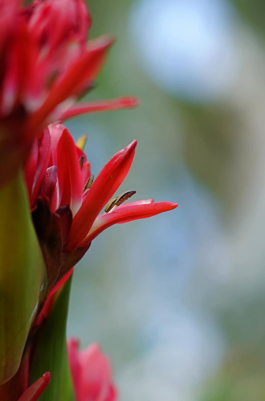 Dorianthes Palmeri, las flores, rojo, planta, naturaleza, flora, floración, crecimiento, macro, flor, de cerca