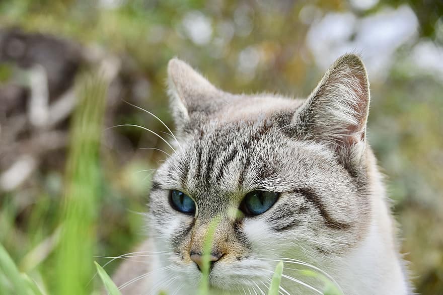 kat, feline, pattedyr, dyr, kæledyr, whiskers, indenlandske kat, græs, nuttet, husdyr, bakkenbart