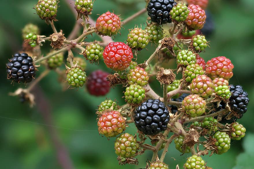 Brambles, Blackberries, Fruit, Young Fruits, Branches, Plant, Food, Organic, Nature, Fall, Autumn