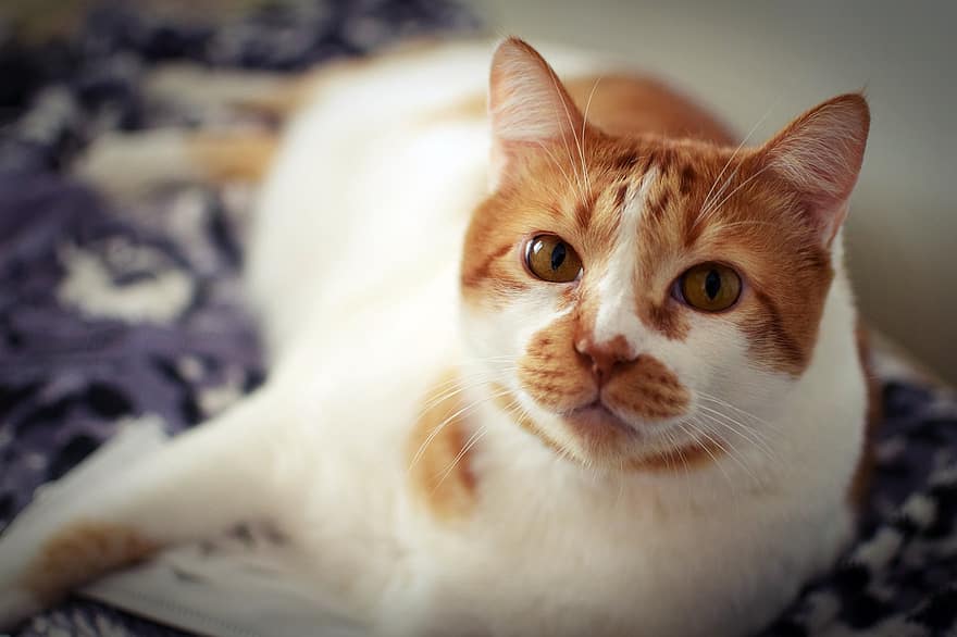kedi, Evcil Hayvan, hayvan, memeli, sevimli, tapılası, turuncu ve beyaz kedi