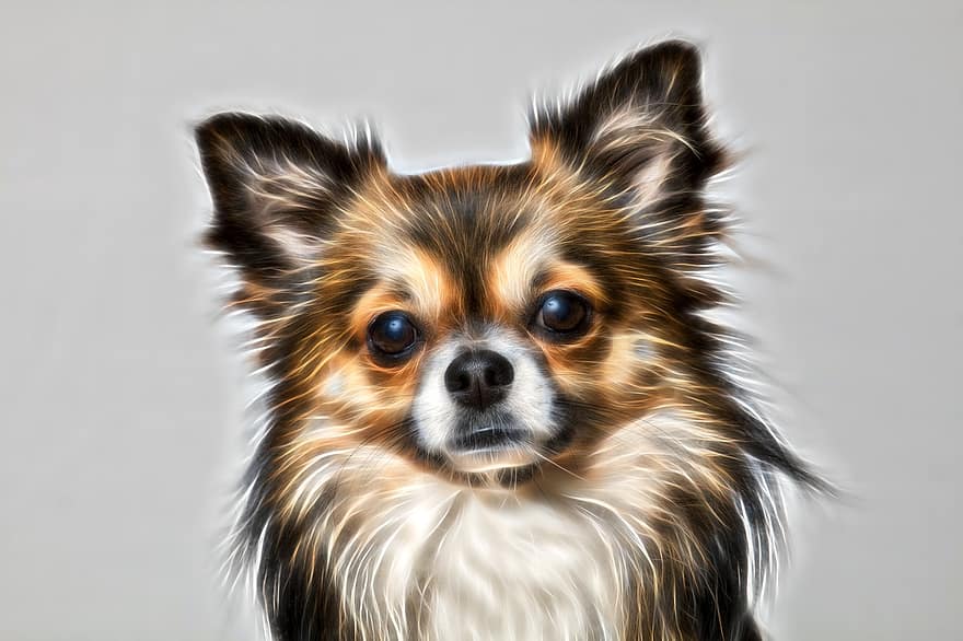 치와와, 개, 귀엽다, 애완 동물, 작은, 작은 개, 독일 장모 한 포인터, 초상화, 흰색 갈색, 털이 많은, 동물