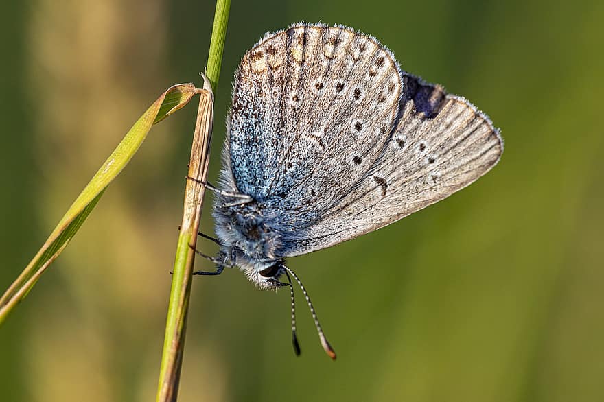 almindelig blå, sommerfugl, insekt, polyommatus icarus, natur