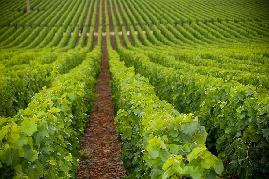 Plantación de uva, viñedo, plantación, viticultura, viñas, camino, paso, pasaje