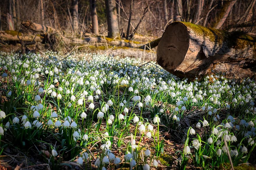 Flowers, Spring Snowflake, Meadow, Nature, Bloom, Blossom, Maerzgloeckchen, Woods, Forest, plant, springtime