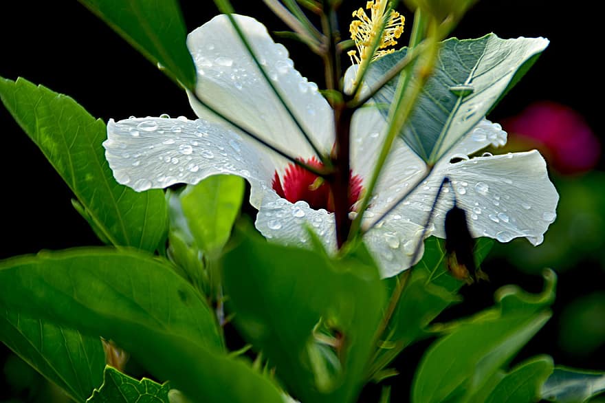 hibiscus, floare, rouă, umed, picături de rouă, floare albă, petale, a inflori, frunze, plantă, picaturi de ploaie
