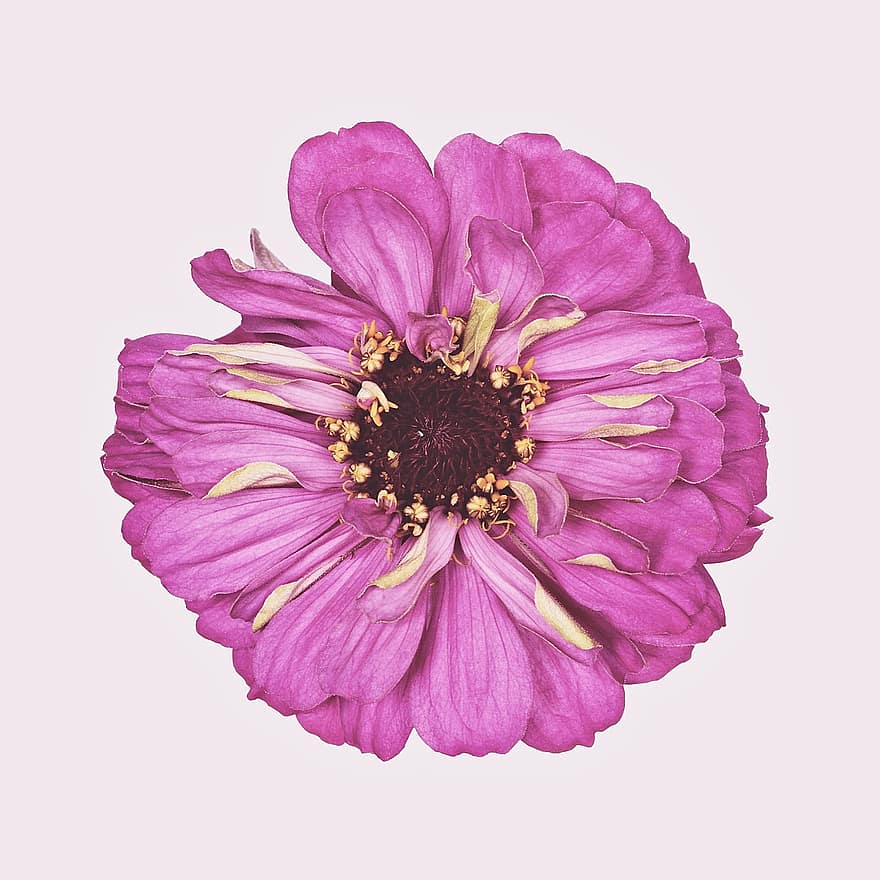 zinnia, flor, floración, rosado