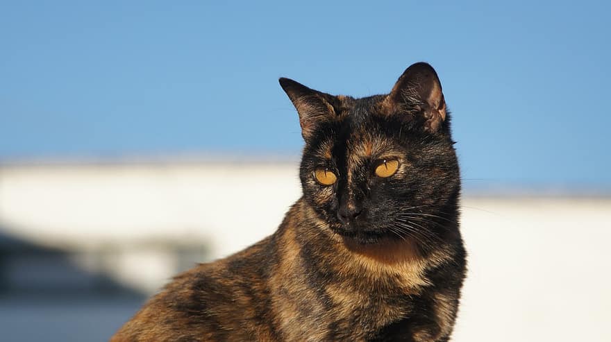 kahverengi ve siyah desenli kedi, kedi, Evcil Hayvan, hayvan, yerli, memeli, bıyık, sevimli
