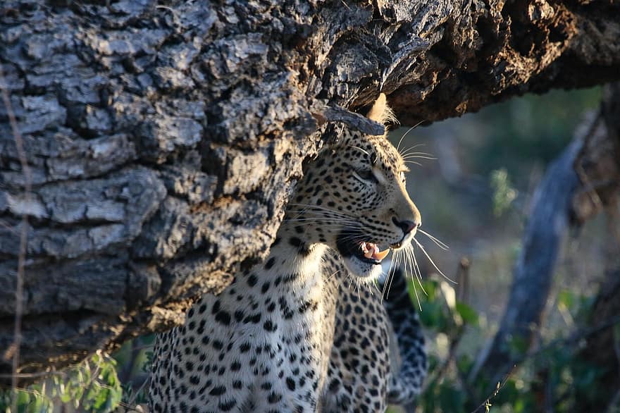leopar, hayvan, memeli, yırtıcı hayvan, yaban hayatı, safari, hayvanat bahçesi, doğa, vahşi yaşam fotoğrafçılığı