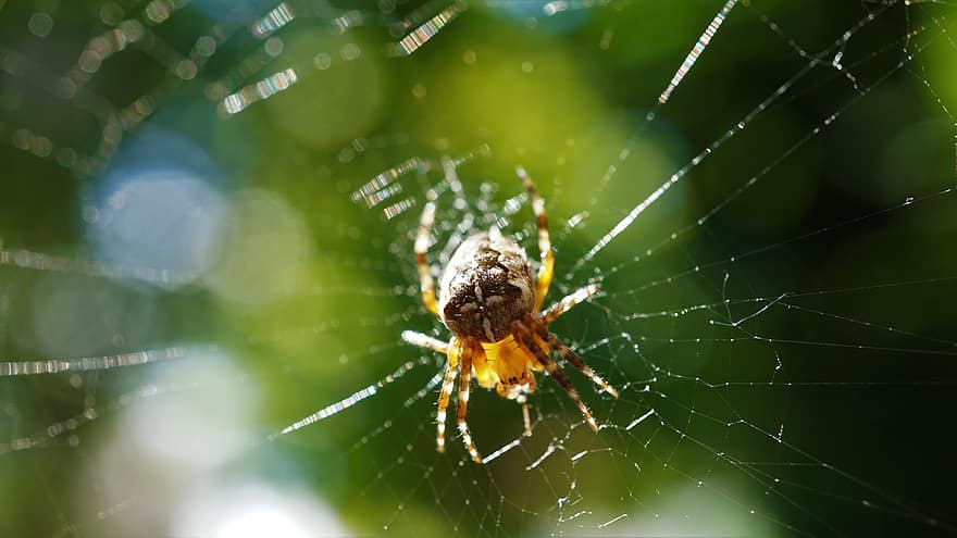araneus, pók, pókháló, állat, rovar, bezár, természet, pókhálók, nyolc láb, spin szálak, pókféle