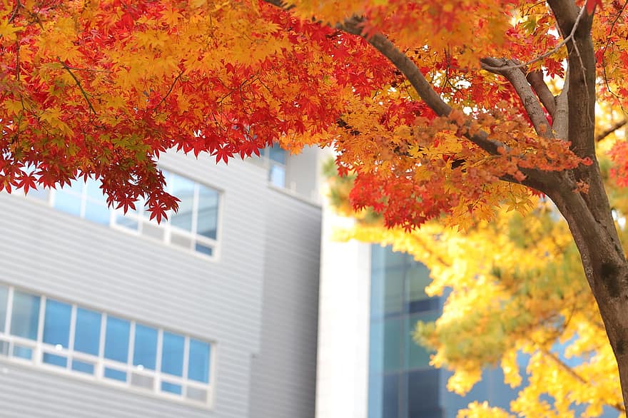 autunno, foglie d'autunno, acero, natura, foglia, albero, giallo, stagione, multicolore, ramo, colore vibrante