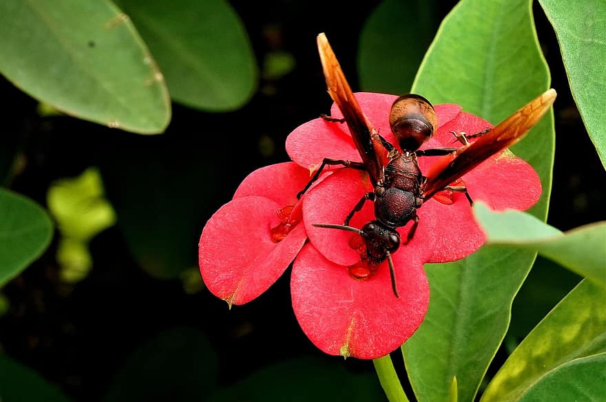 말벌, 곤충, 수분, 꽃, 날개 달린 곤충, 날개, 자연, hymenoptera, 곤충학