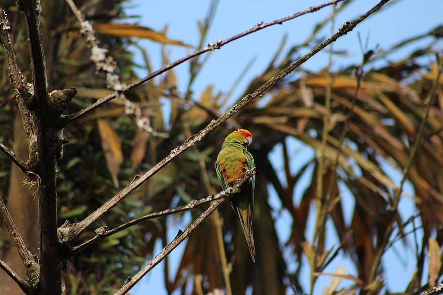 papagailis, putns, zaļš papagailis, sēž, iežogojies putns, spalvas, ave, putni, ornitoloģija, putnu vērošana, dzīvnieku
