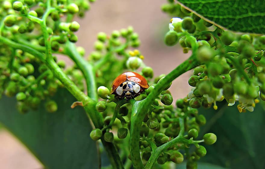 mariquita, escarabajo, planta, insecto, animal, jardín, naturaleza