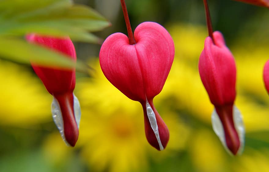 vuotava sydän, kukat, kasvi, Aasian verenvuoto sydän, Fallopian silmut, syttyvä sydän, sydän, lamprocapnos spectabilis, punaiset kukat, kukinta, puutarha