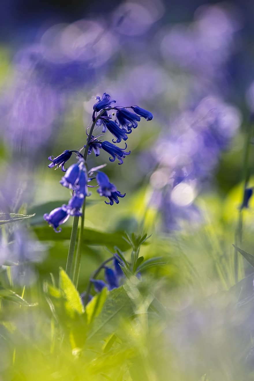 květina bluebell, zvonek, les, jaro, květ, rostlina, Příroda, květiny, flóra, nachový, detail