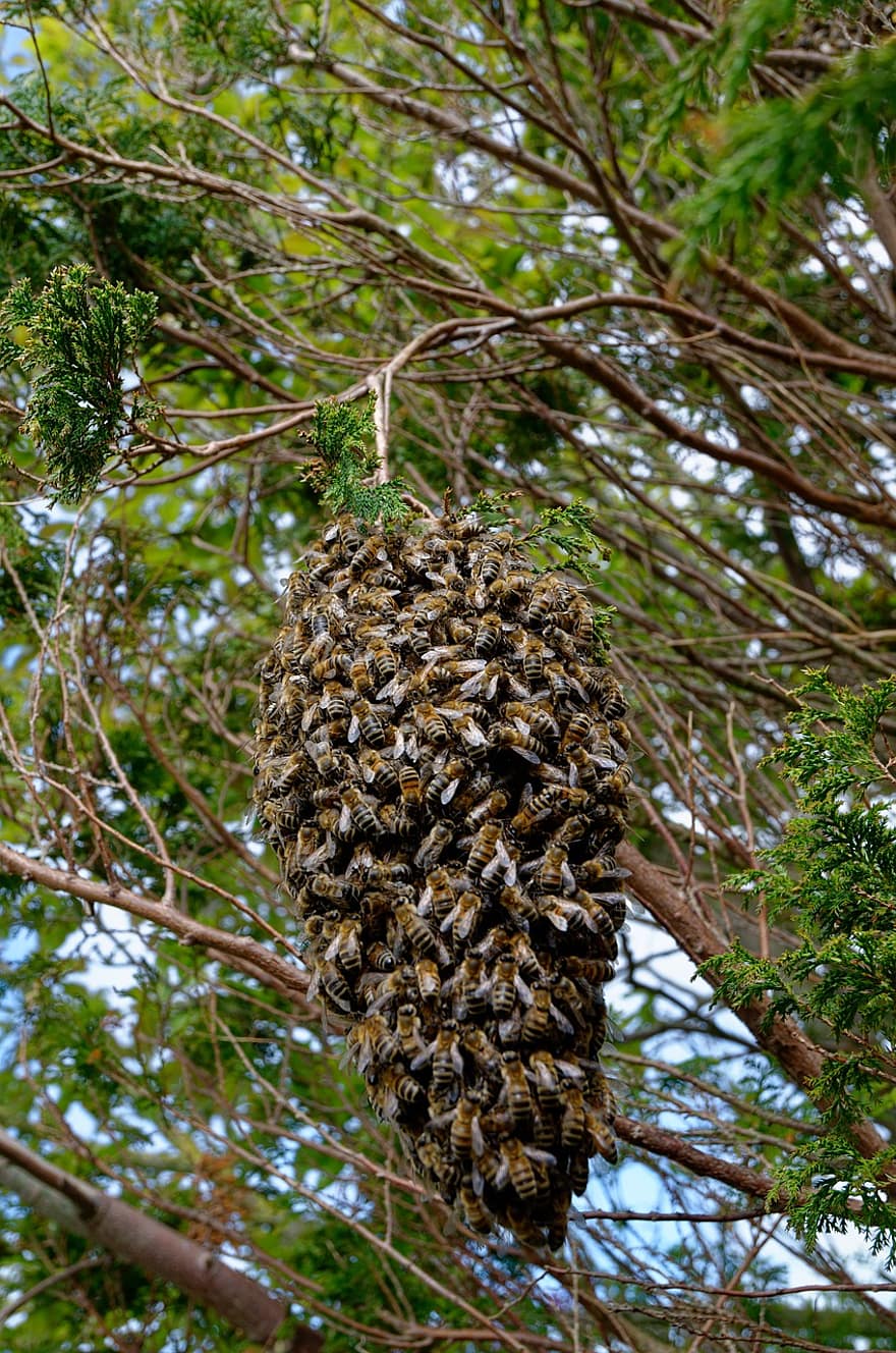 bier, bistade, bikube, honningbier, insekter, biavl, natur, flyvende insekt, honning, biavler