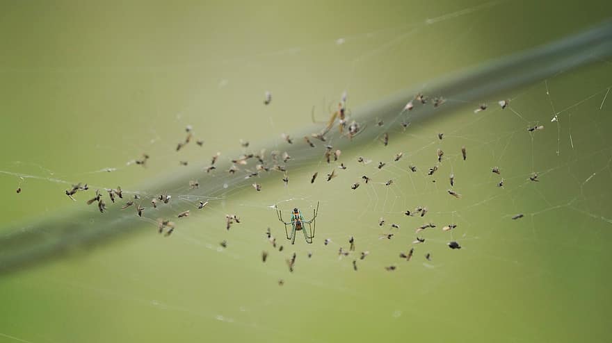 edderkop, web, levested, insekt