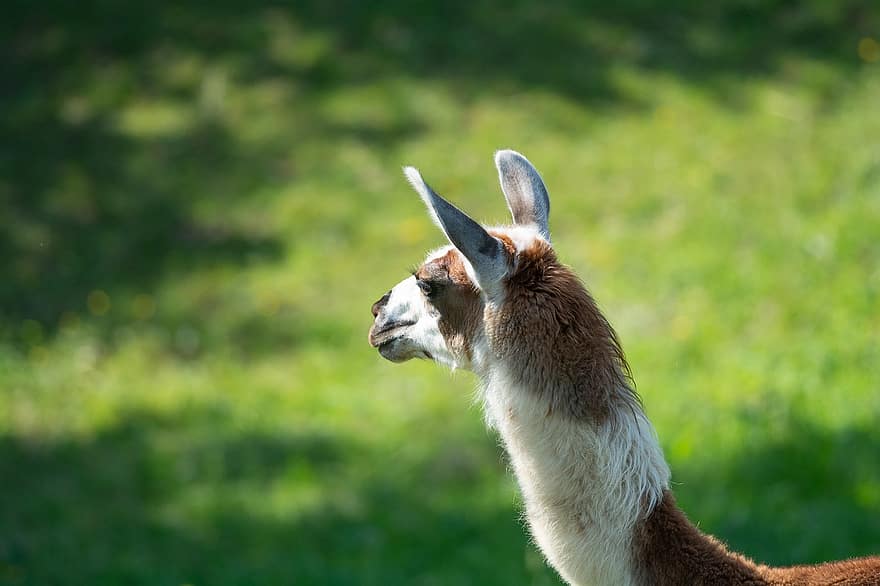 llama, hewan, mamalia, telinga llama, Kepala Llama, dunia Hewan, padang rumput, bulu