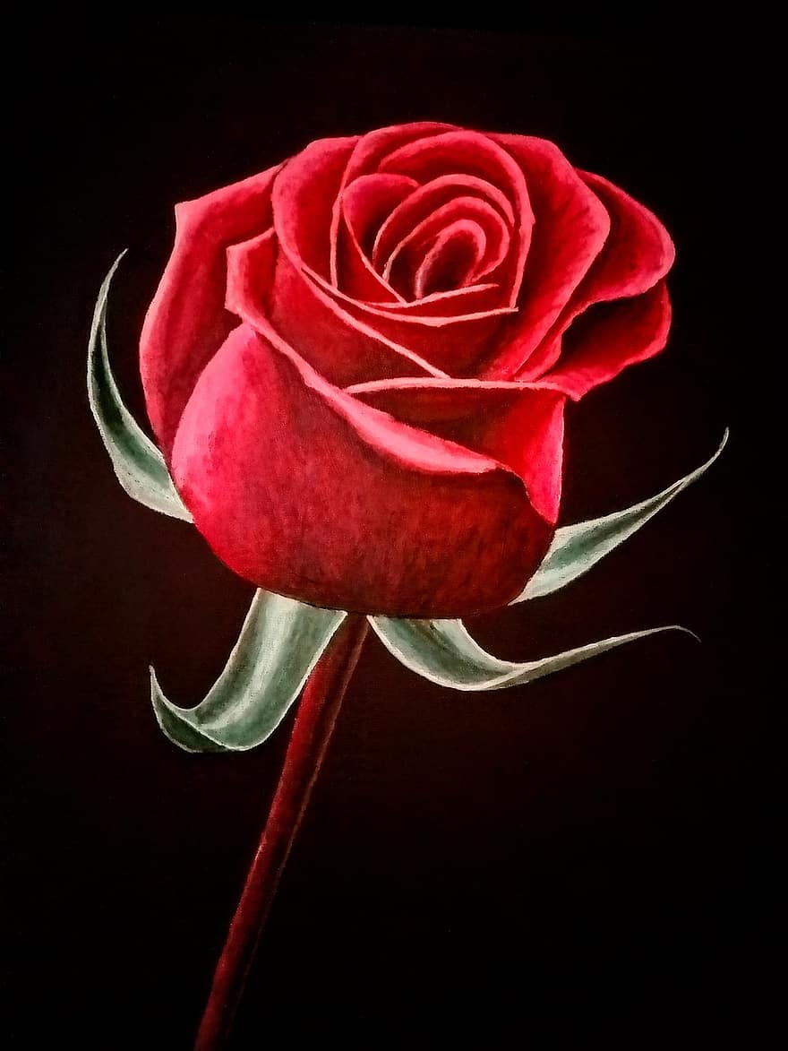 роза, цвете, червен, живопис, акрил, боя, венчелистче, единично цвете, растение, романтика, обичам